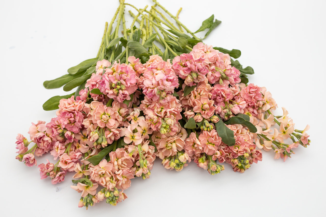 Levkoija Katz Apricot, Loukykvět