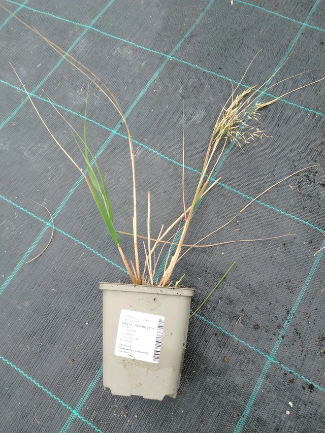 Sølvgræs - 10. 9. 2025