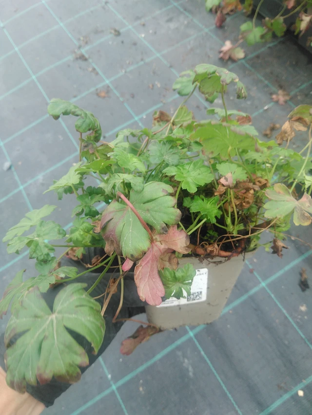 Peittokurjenpolvi Cambridge - 10. 9. 2025