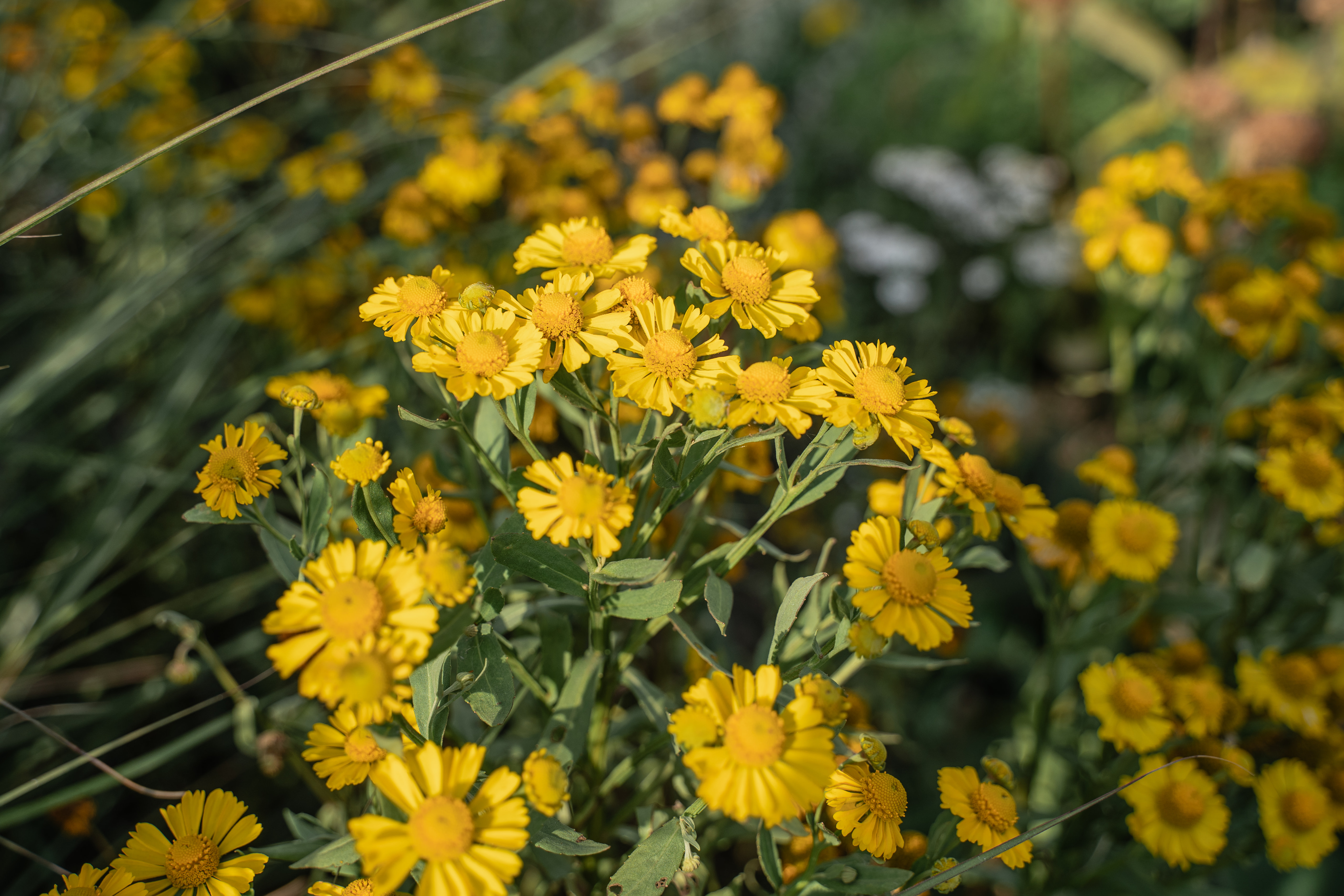 Helenium Helena Gold · Loukykvět