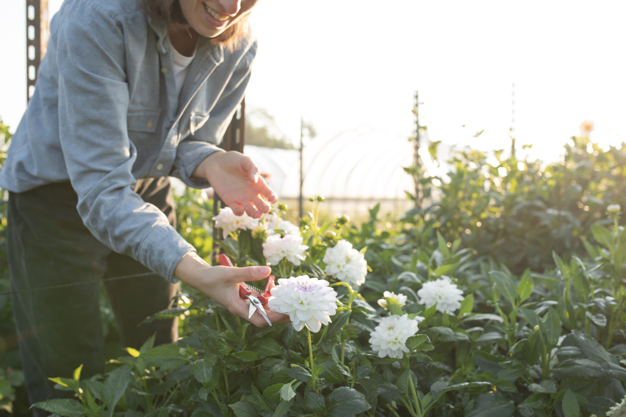 Dalia Eveline, Loukykvět