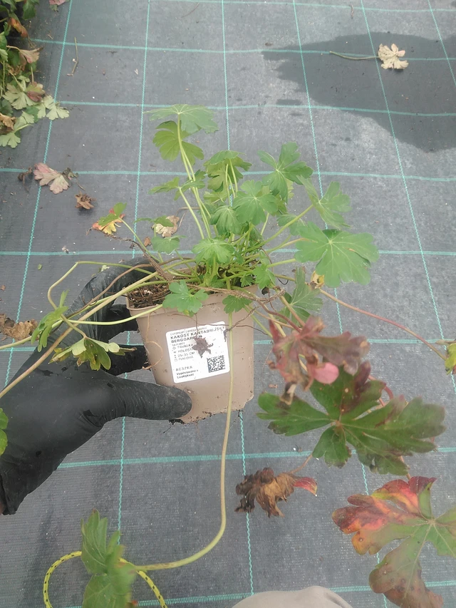 Peittokurjenpolvi Berggarten - 10. 9. 2025