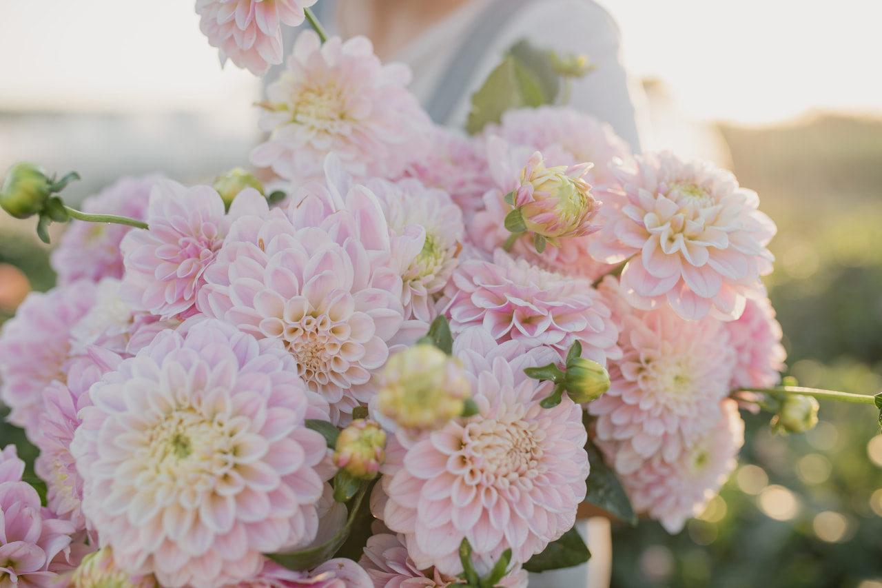 Daalia Pink Silk, Loukykvět