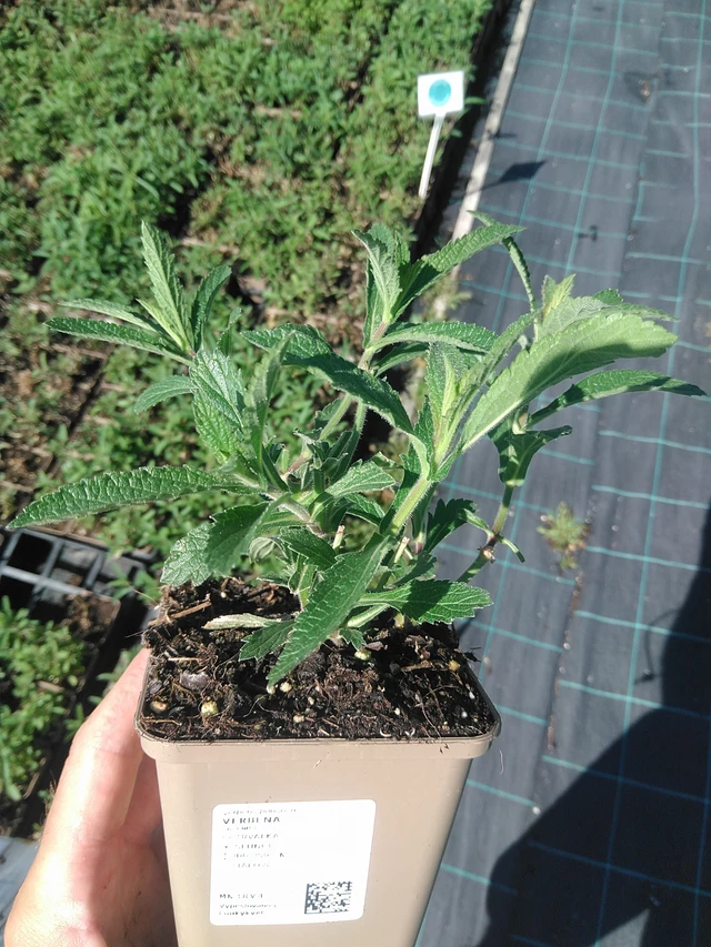 Verbena - 30. 6. 2025