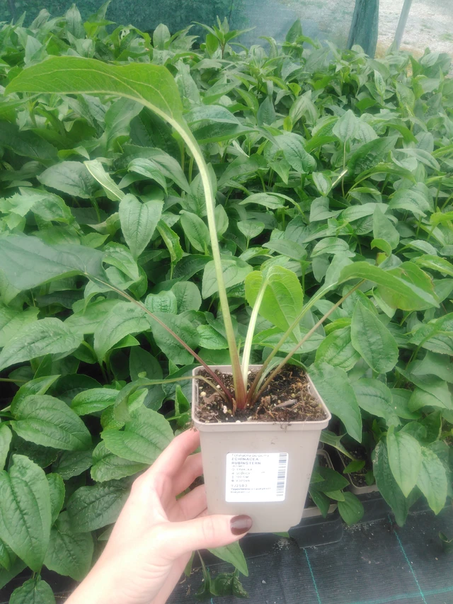 Punahattu Rubinstern - 2024