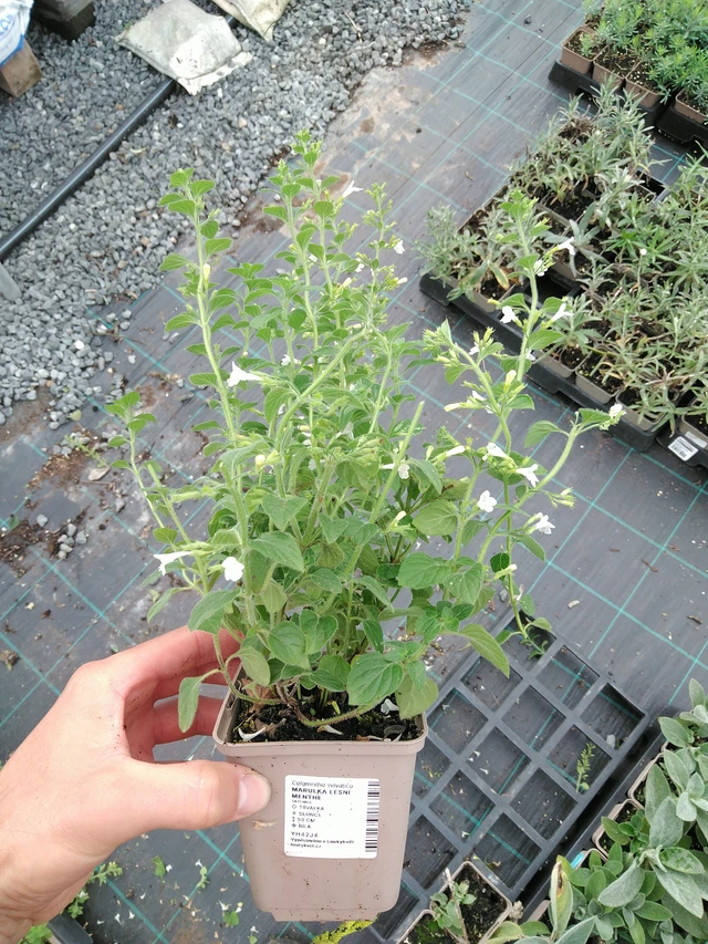 Metsäkalaminttu Menthe - 28. 7. 2025