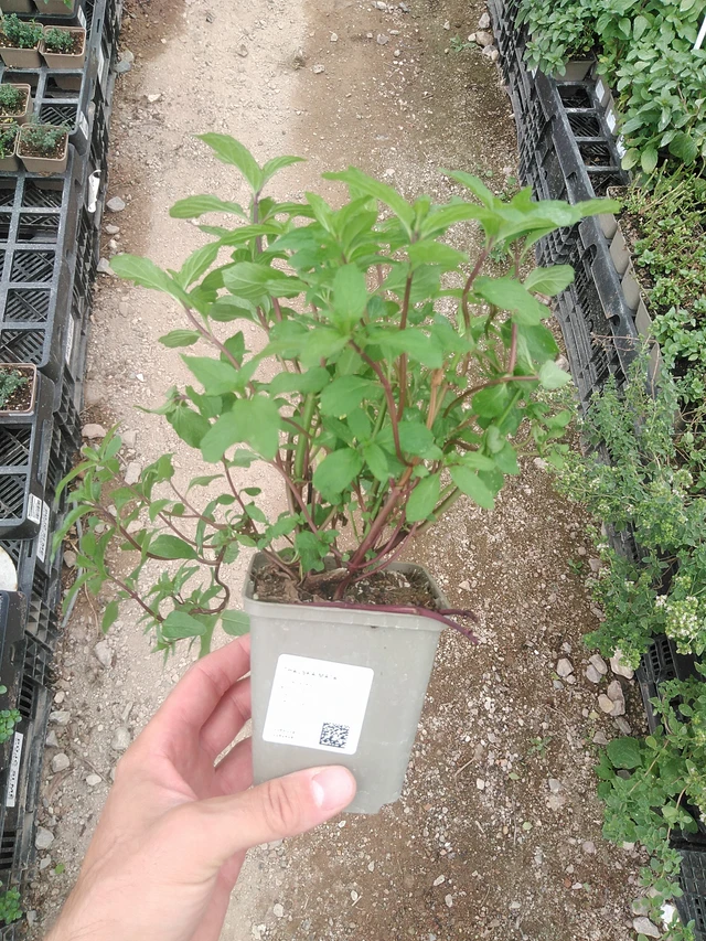 Thaiminttu - 1. 8. 2025