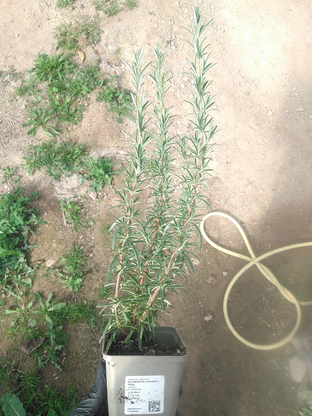 Romero Upright Pink - 13. 10. 2025