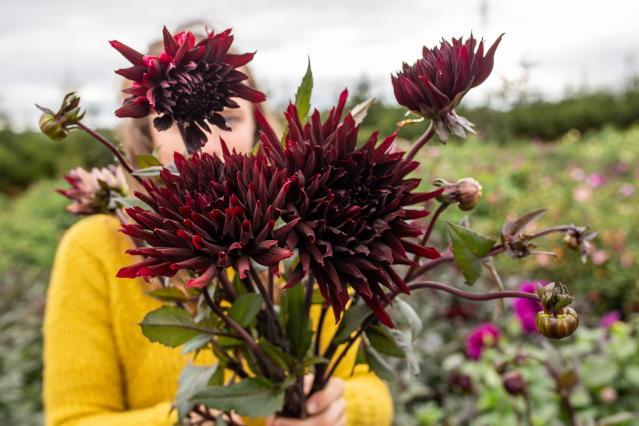 Daalia Black Jack, Loukykvět