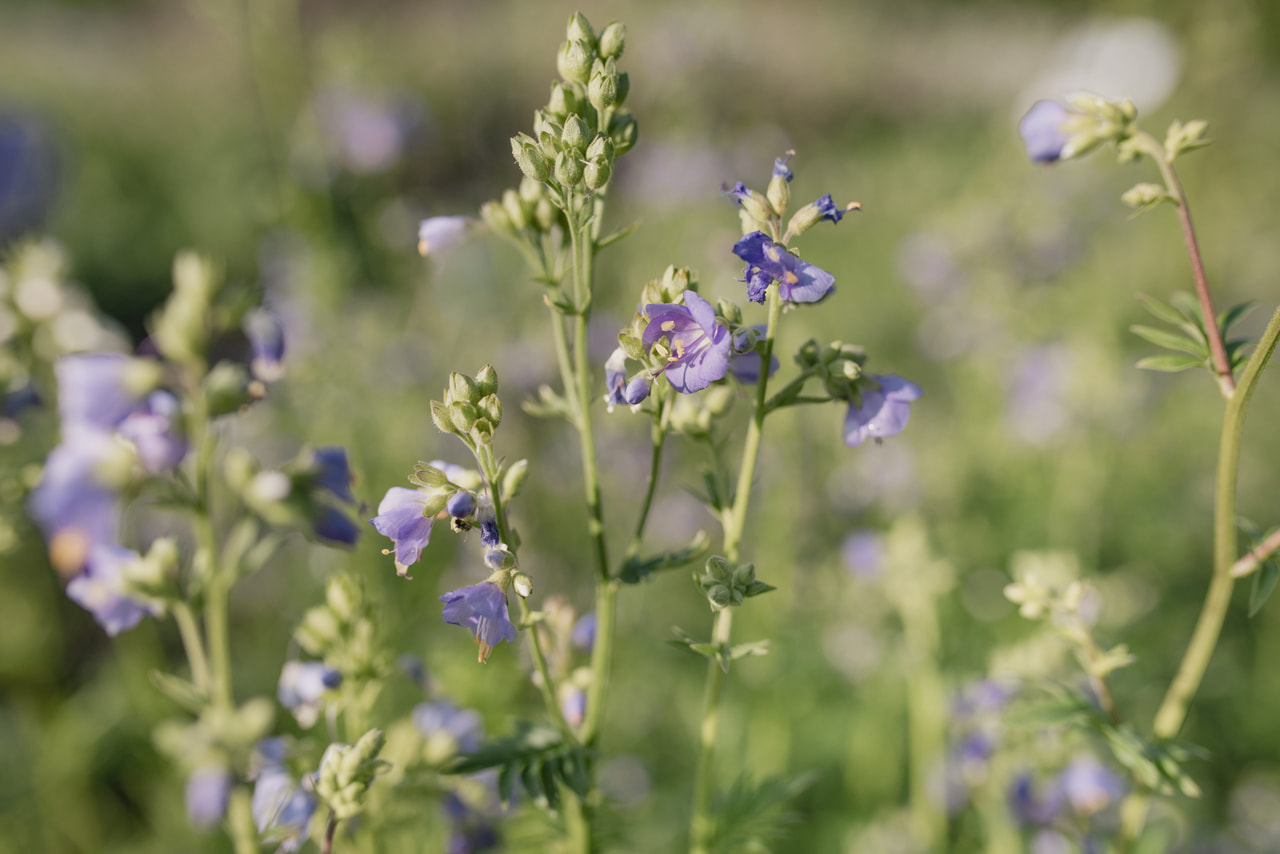 Sinilatva Blue Pearl, Loukykvět