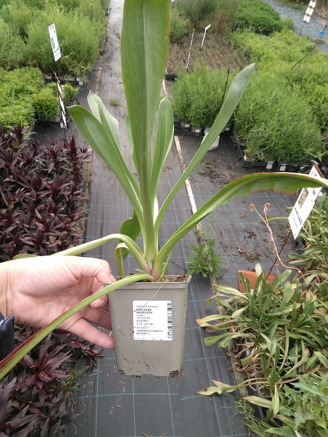 Komeahohdekukka - 11. 7. 2025