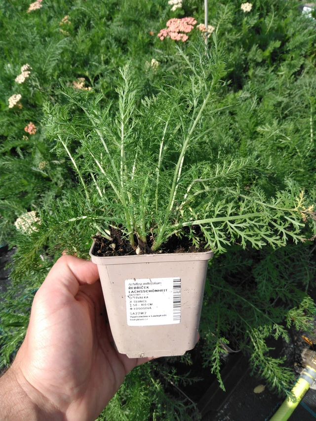 Siankärsämö Lachsschönheit - 2024