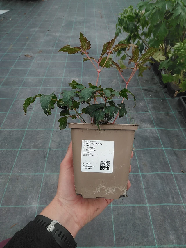 Astilbe Fanal - 3. 6. 2026