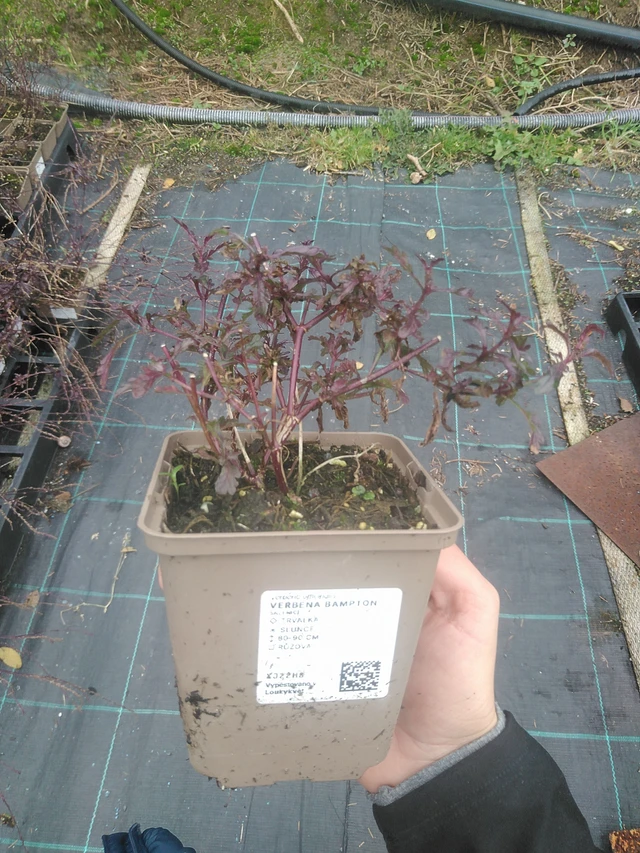 Verbena Bampton - 10. 10. 2025