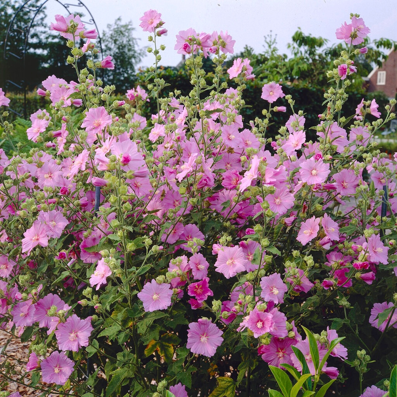 Malvikki Candy Floss, Loukykvět