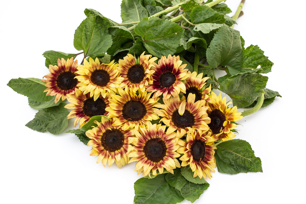 Auringonkukka ProCut Red Lemon BiColor, Loukykvět