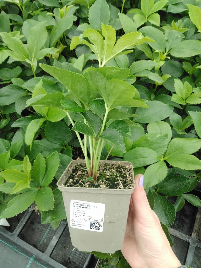 Jouluruusu Pretty Ellen White - 9. 6. 2025