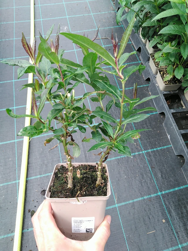 Syysleimu Sweet Summer Fragrance - 28. 7. 2025