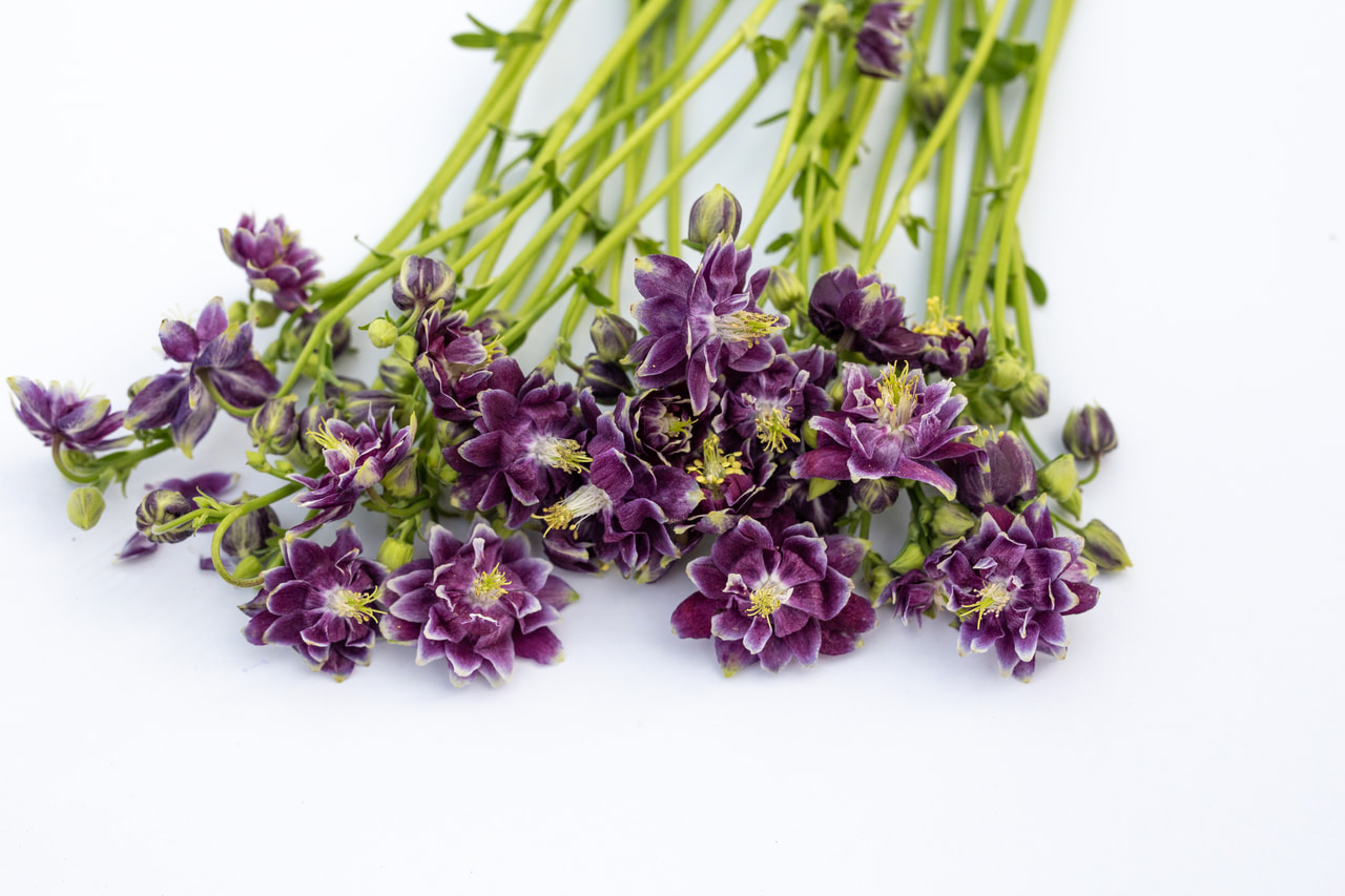 Hasekinkukka Purple Barlow, Loukykvět