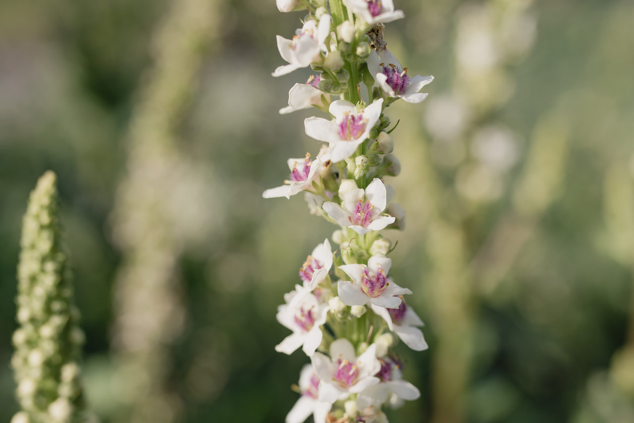 Verbascum Wedding Candles, Loukykvět