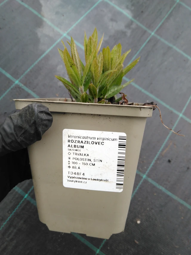 Tädykearvio Album - 1. 4. 2026