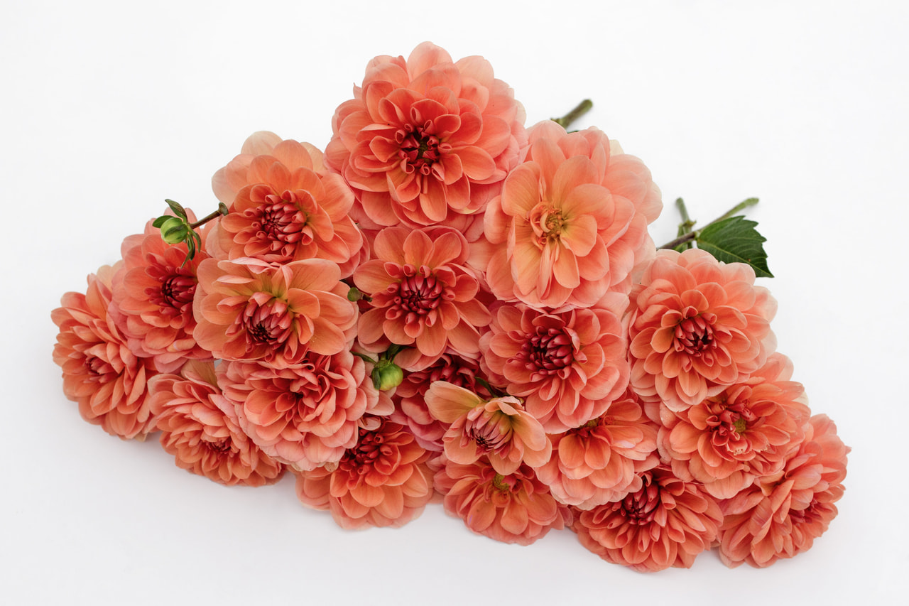 Daalia Yelno Harmony, Loukykvět