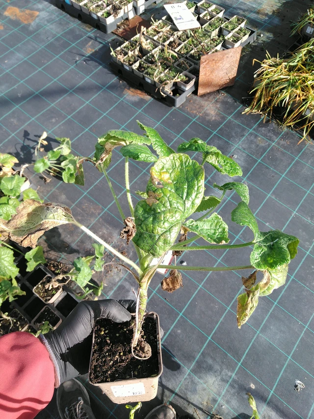 Kesäkuuruoho valkoinen - 31. 10. 2025