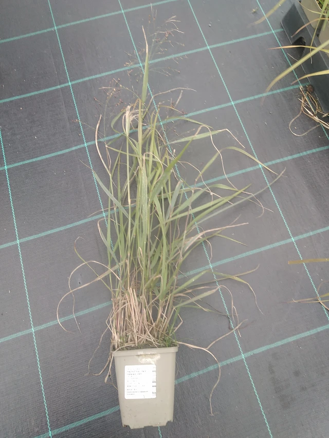 Virginianhirssi Prairie Sky - 10. 10. 2025