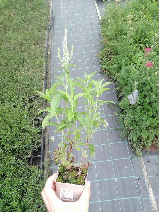 Tädyke White Jolanda - 21. 7. 2025