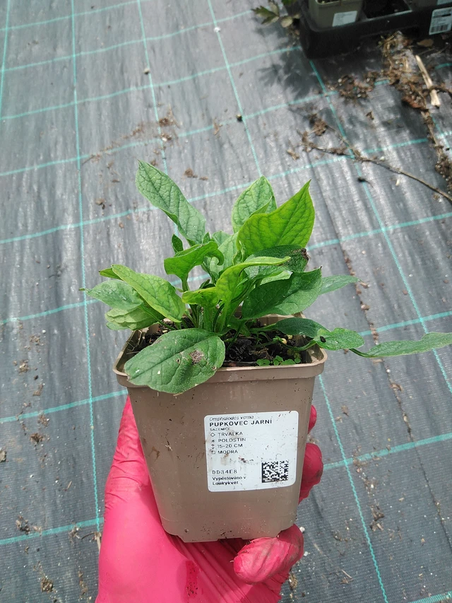 Kevätkaihonkukka - 22. 7. 2025