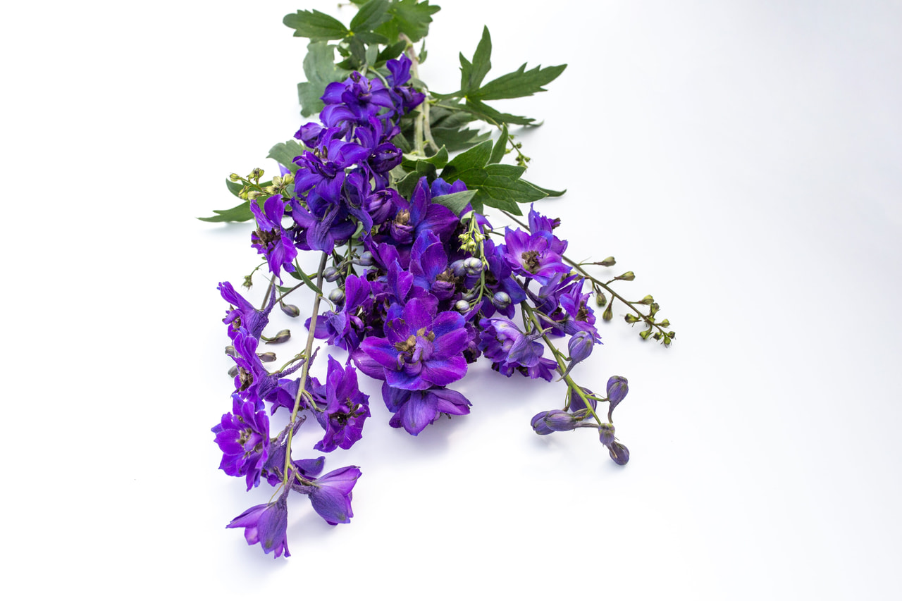 Espuela de caballero Magic Fountains Dark Blue (Dark Bee), Loukykvět