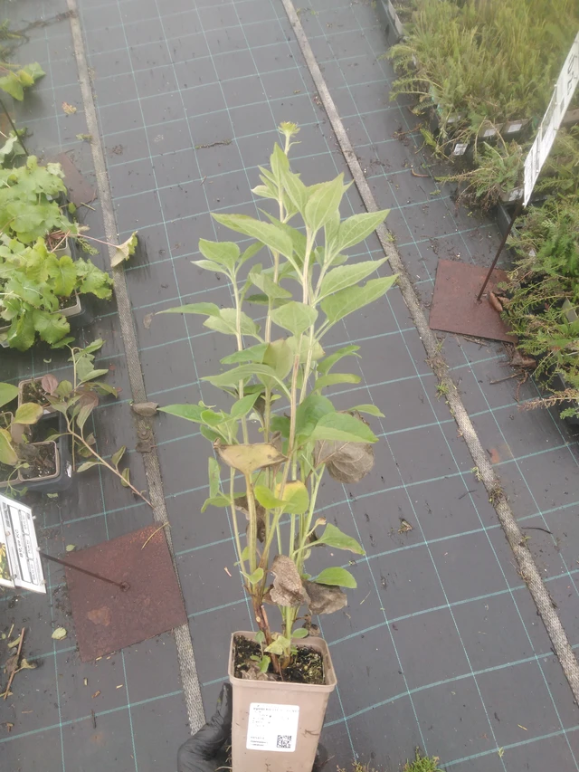 Päivänhattu Little Henry - 23. 10. 2025