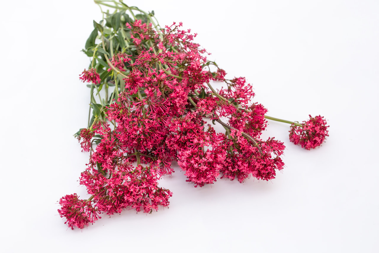 Komeapunikki Pretty Betsy Red, Loukykvět