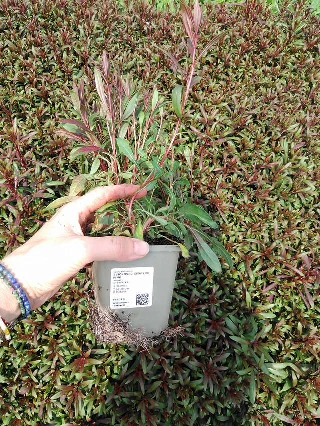 Prachtkaars Siskiyou Pink - 9. 6. 2025