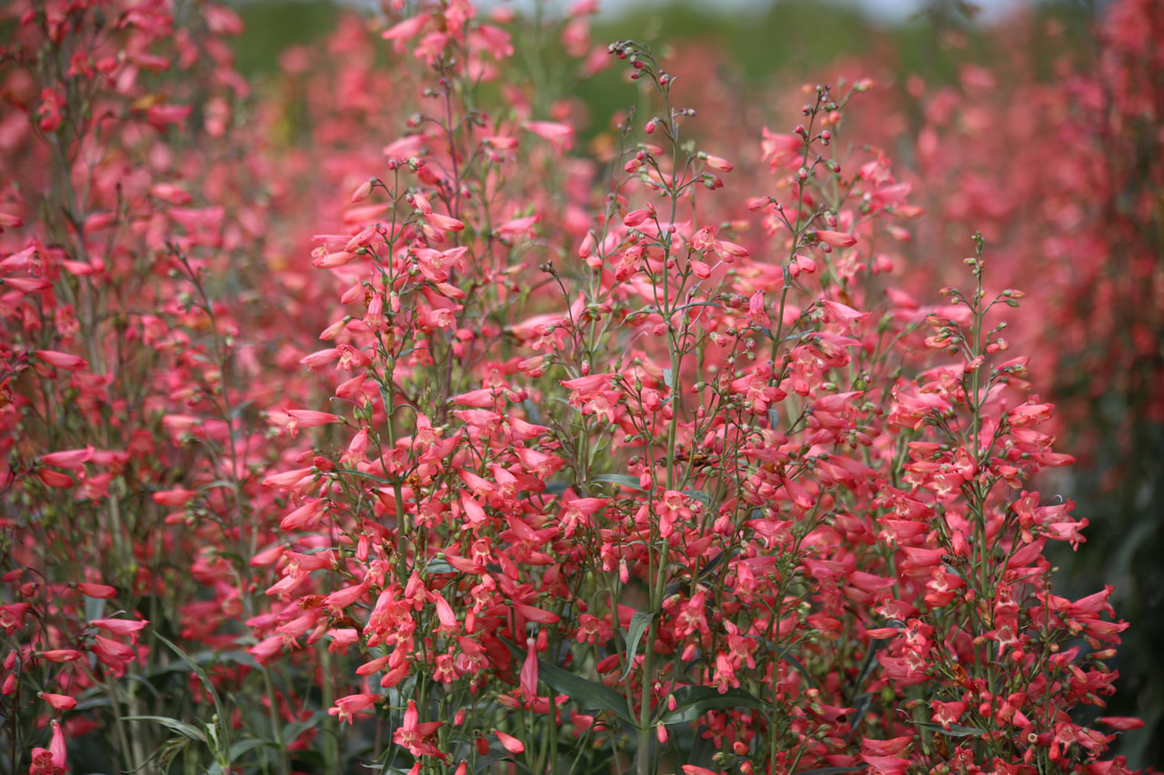Partapipo Twizzle Coral, Loukykvět