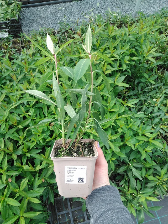 Syysleimu Sweet Summer Sensation - 9. 6. 2025