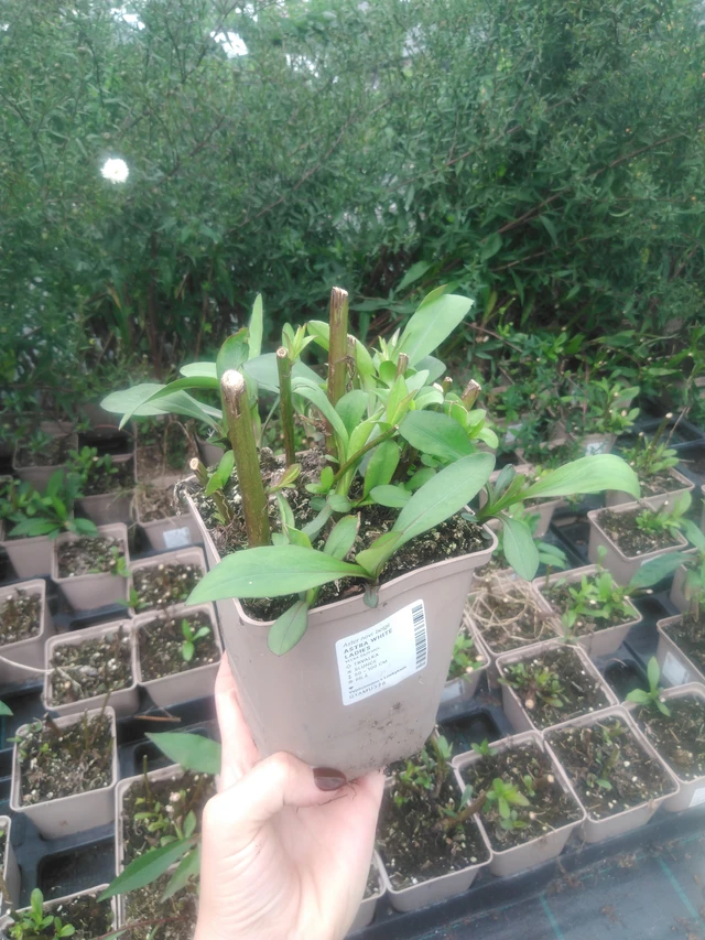 Syysasteri White Ladies - 2024