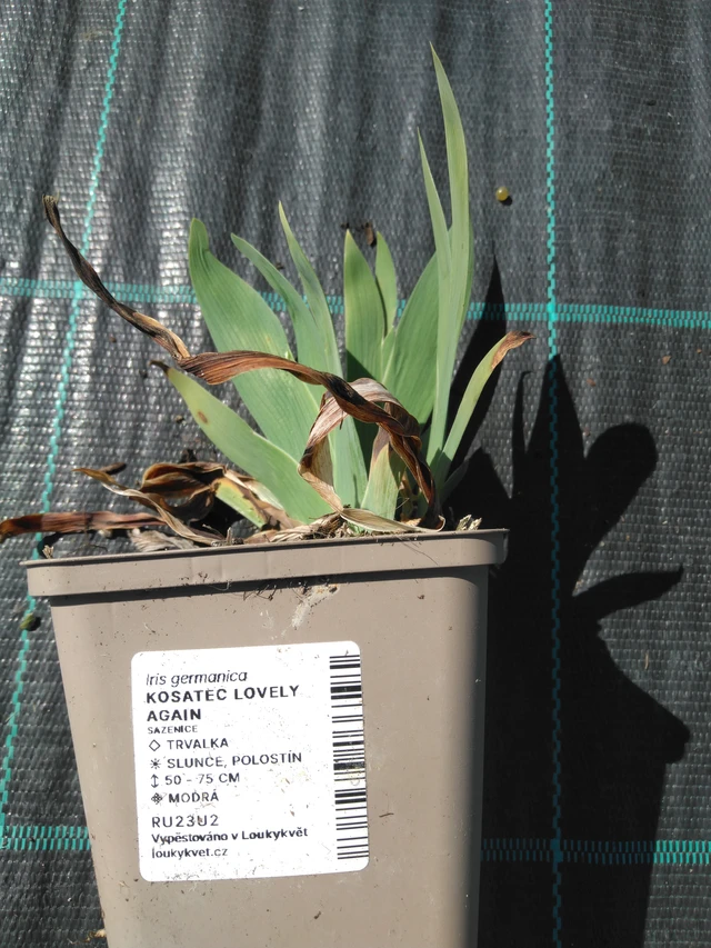 Kurjenmiekka Lovely Again - 3. 4. 2025