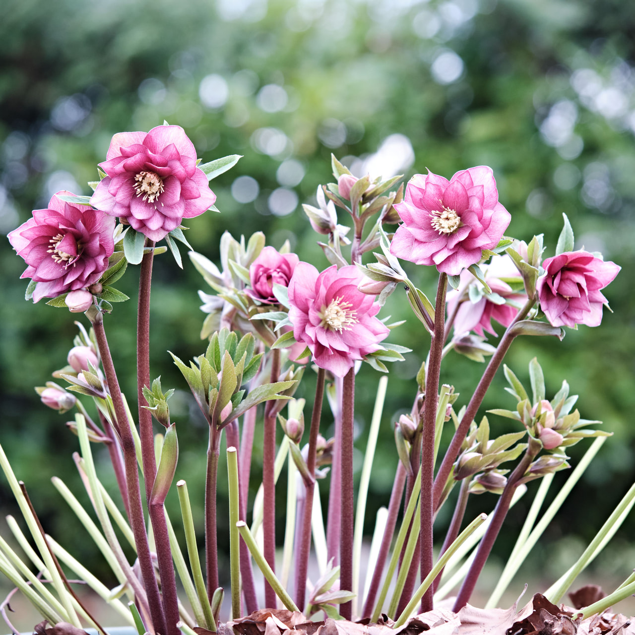 Jouluruusu Queens Double Pink, Loukykvět