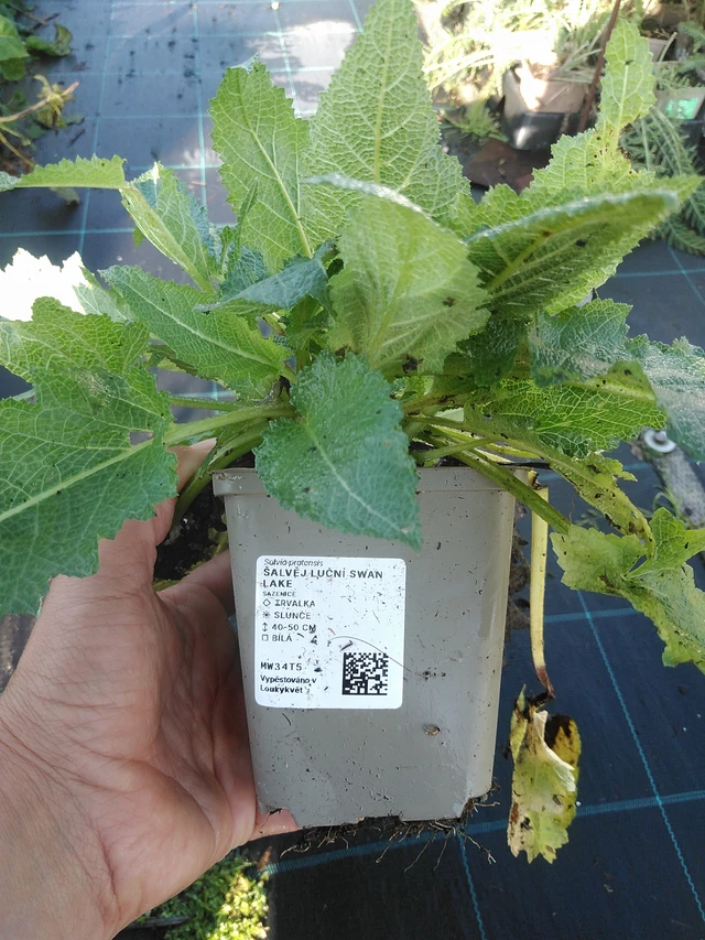 Salvia pratensis Swan Lake - 11. 9. 2025