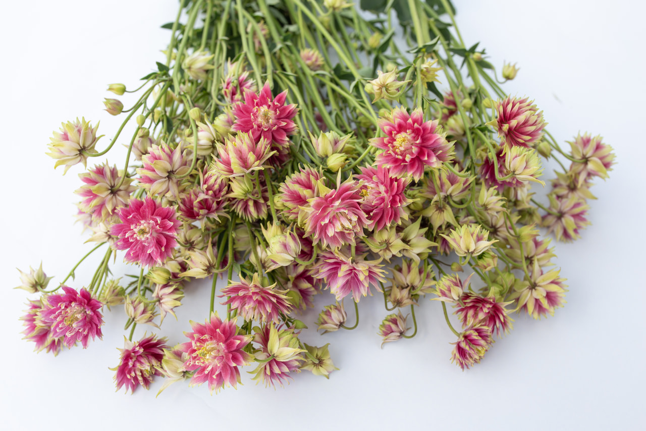 Hasekinkukka Nora Barlow, Loukykvět