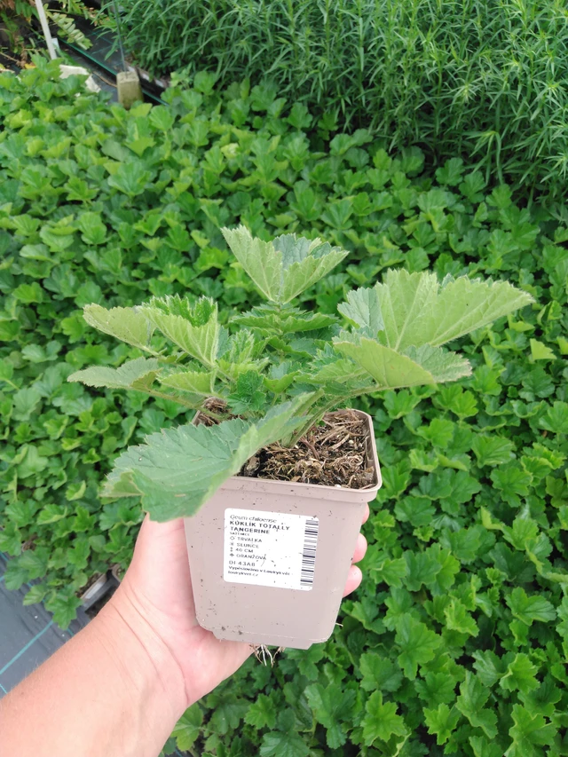 Kellukka Totally Tangerine - 2024