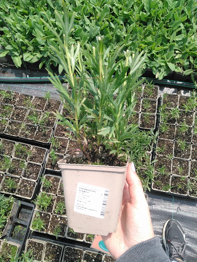 Prairie Coreopsis - 9. 6. 2025