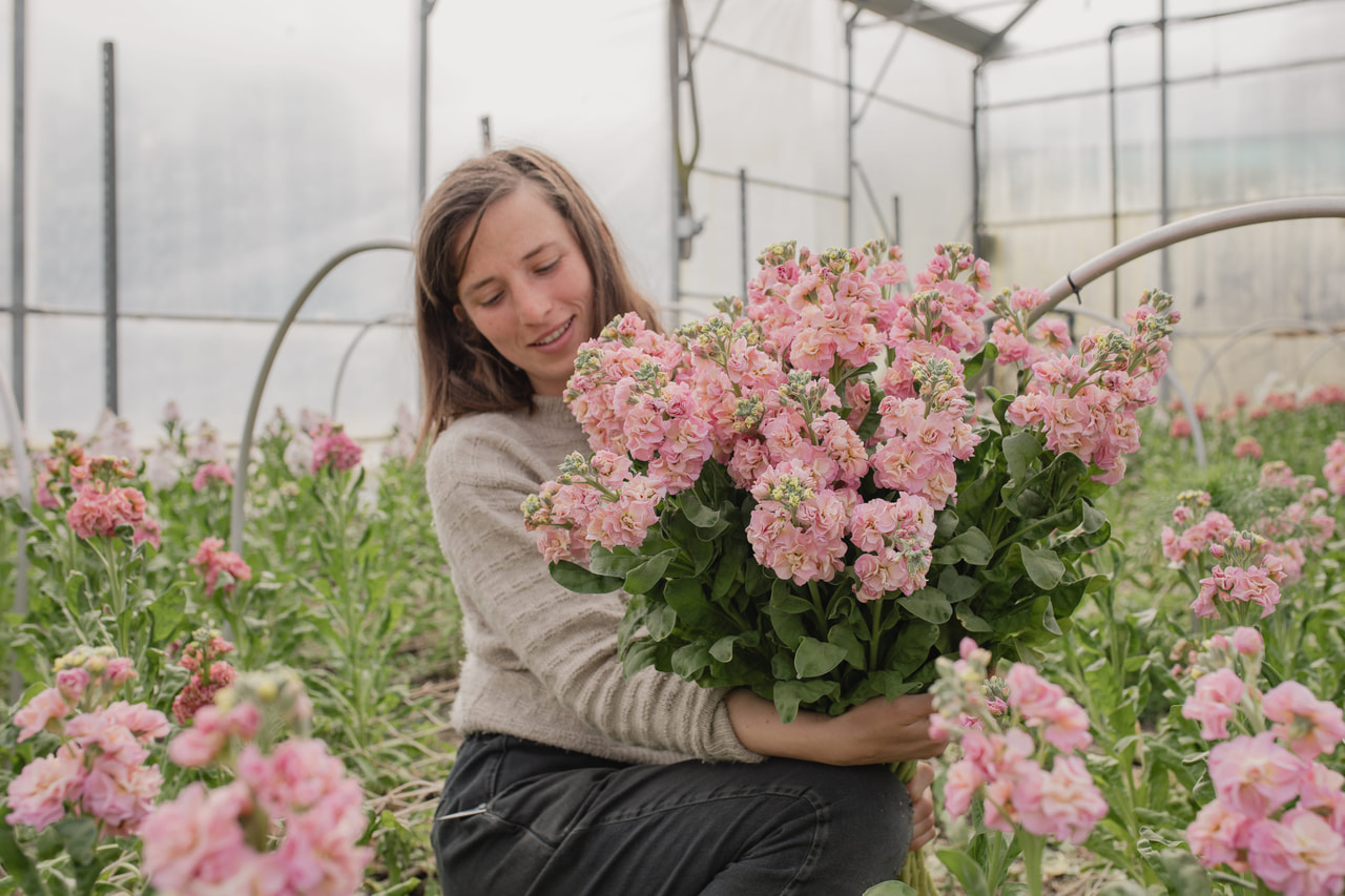 Stock StoX Champagne, Loukykvět