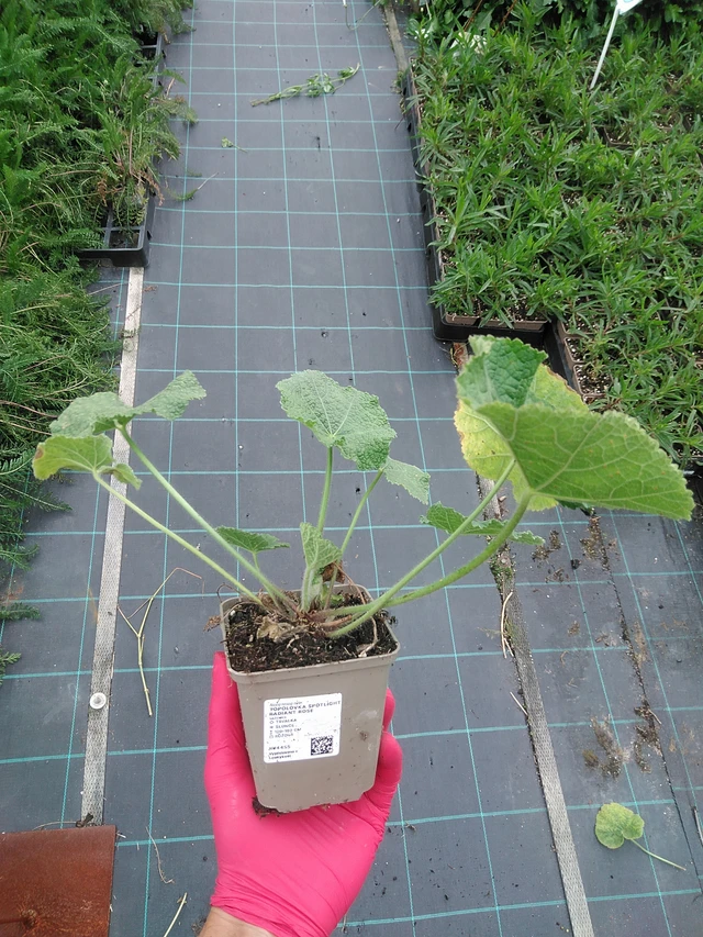 Salkoruusu Spotlight Radiant Rose - 29. 7. 2025