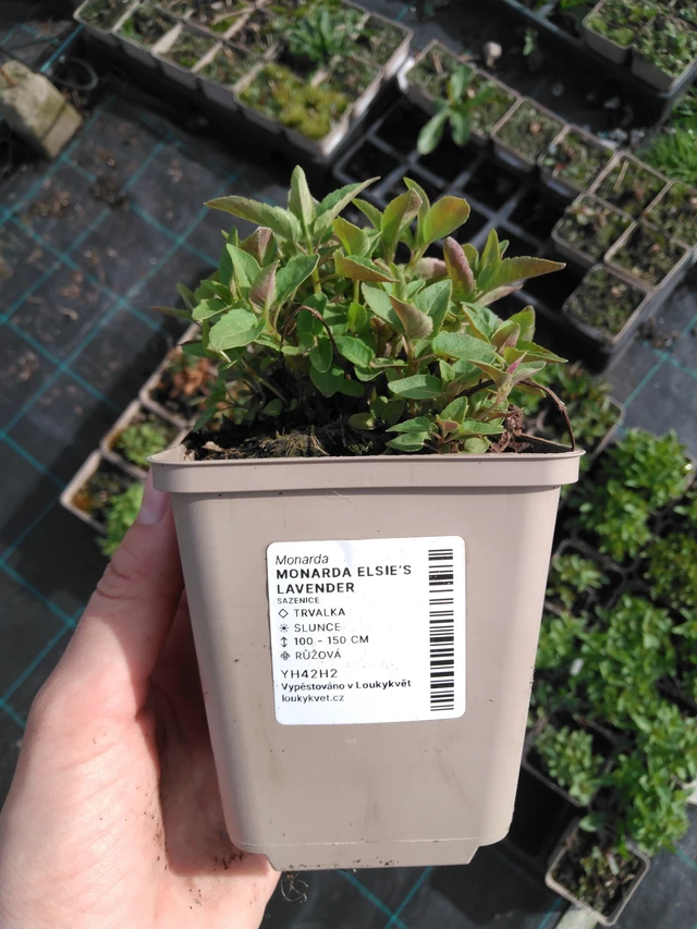 Väriminttu Elsie’s Lavender - 2024