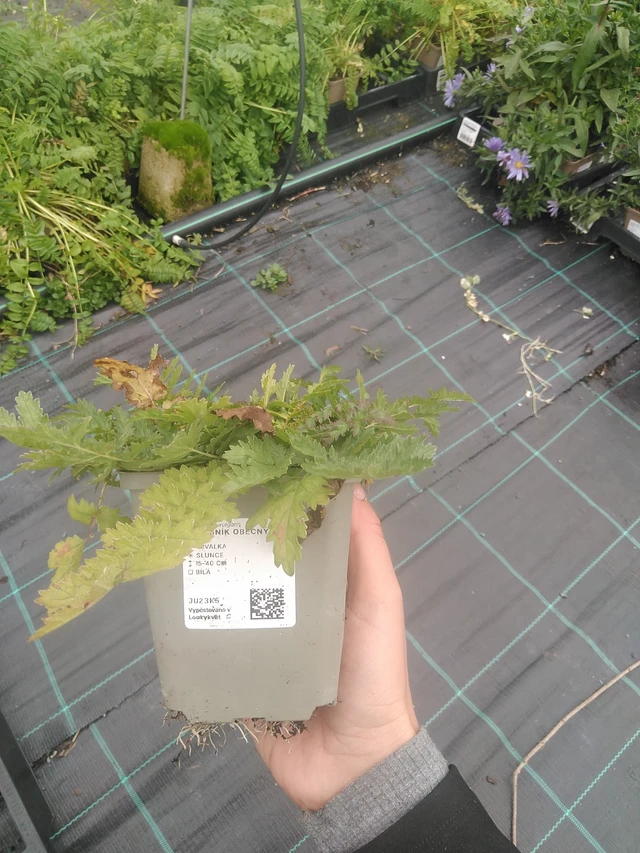 Reina de los prados - 10. 10. 2025