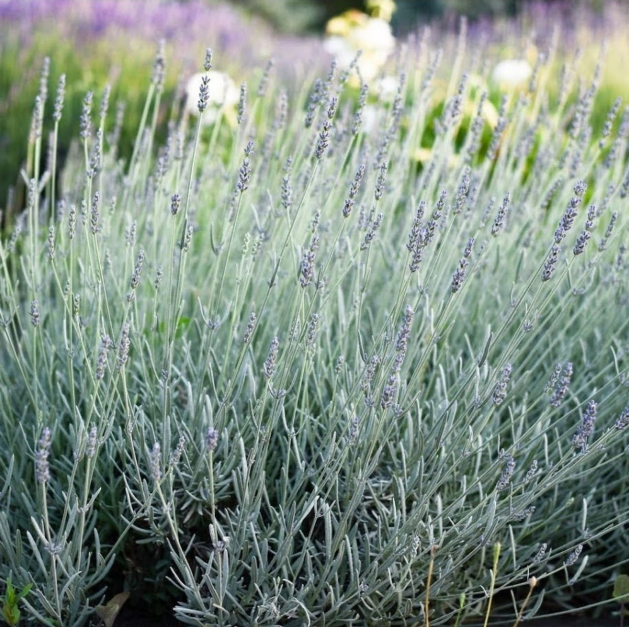 Laventeli Silver Mist, Loukykvět