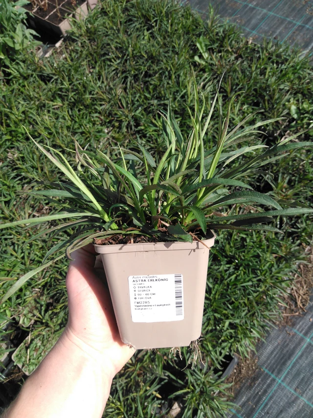 Asteri Erlkönig - 2024