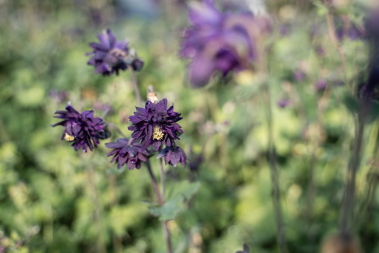 Akileija Blue Barlow, Loukykvět